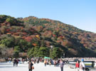 嵯峨野「嵐山」 嵯峨野「嵐山」