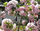 御室の八重桜「仁和寺」