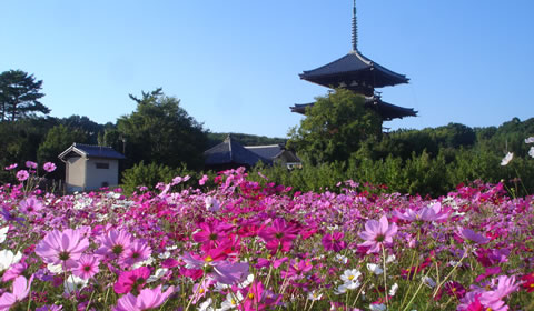 法起寺とコスモス 法起寺とコスモス