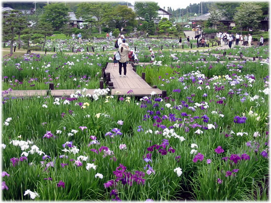 三田市の永澤寺「花しょうぶ園」