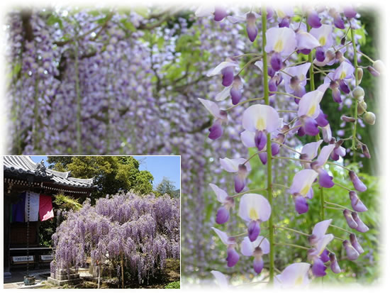 子安地蔵寺の本堂と藤の花