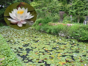 門前の池に咲く睡蓮