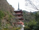 第十番「三室戸寺」紅葉に赤く色づいき山に囲まれた「三重塔」