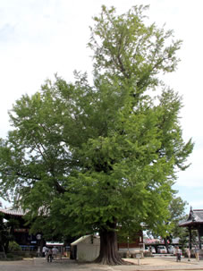 樹齢800年の大銀杏の巨木