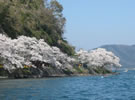 湖上からのお花見「海津大崎」