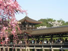 紅枝垂れ桜「平安神宮」