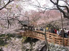 天下第一の桜「高遠城址公園」