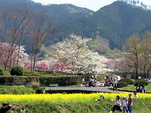 明日香村「石舞台古墳」の北側、ここにも菜の花畑が広がっています。