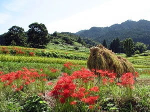 稲刈りが済んだ畑に、赤い彼岸花。
