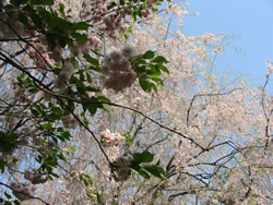 八重桜と枝垂れ桜