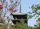 仁和寺「御室の桜」