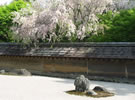 龍安寺石庭の枝垂れ桜