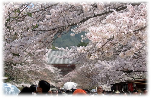 参道から仁王門のソメイヨシノの桜