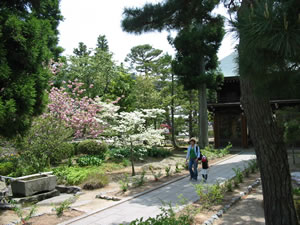永澤寺境内のはなみずき。