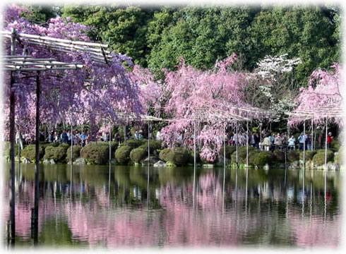 東神苑、対岸の紅枝垂れ桜が美しい