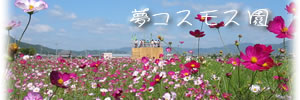 丹波亀岡「夢コスモス園」