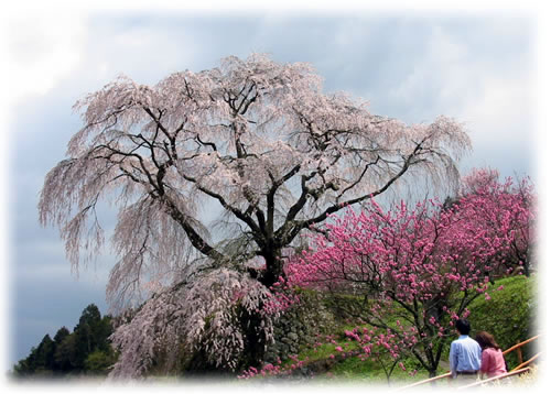樹齢300年の見事なしだれ桜。