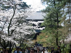 桜の南禅寺境内