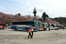 各地から観光バスで花見見物（公園グラウンド）駐車場