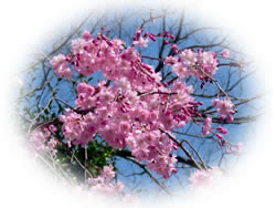 疎水に浮かぶ桜花びらは情緒たっぷりです。