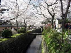 「哲学の道」は、琵琶湖疎水分流沿いの小径です。