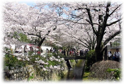 桜のトンネル「哲学の道」