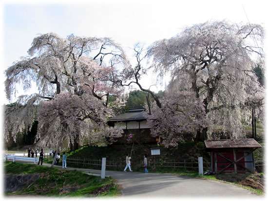 勝間薬師堂の枝垂れ桜