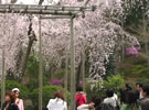 天龍寺の枝垂れ桜が満開！
