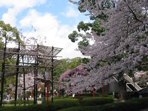 広場に遅咲きの「枝垂れ桜」