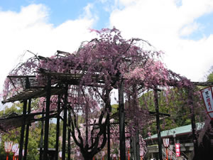 広場に遅咲きの「枝垂れ桜」
