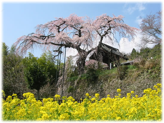 地蔵院の枝垂れ桜