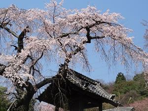 鐘楼の横にある枝垂れ桜