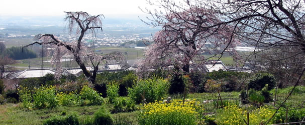 鐘楼下の畑には樹齢100年になるこのしだれ桜の子桜が2本植樹されています。境内からは南山城平野を一望できます。