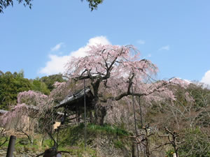 鐘楼の横にある枝垂れ桜