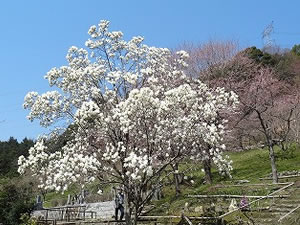 境内中庭に咲く木蓮と山桜？