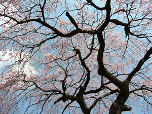 見上げる枝垂れ桜と青空のコントラストが何とも云えない。