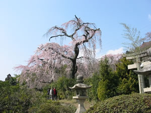 �ʒÉ��_�ЎQ�����猩��}�����