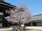 京都御所 春の一般公開「左近の桜」