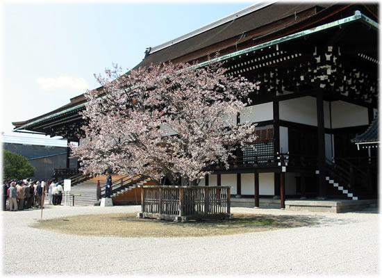 京都御所「紫宸殿」と「左近の桜」