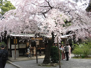 社務所前の枝垂れ桜