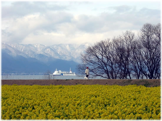冠雪の比良山系と琵琶湖を背景に見頃の菜の花畑