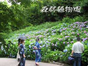神戸市立「森林植物園」