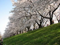 背割りの桜並木