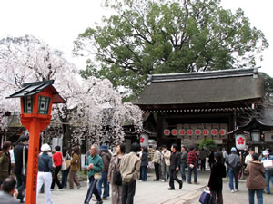 平野神社の代表的名桜の魁桜が満開
