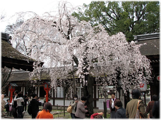 平野神社「神門の桜」