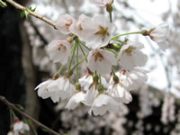 神門前の枝垂れ桜
