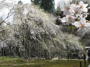 「九重桜」天然記念物