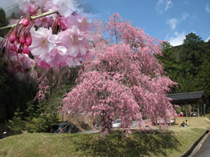 山門前の枝垂れ桜