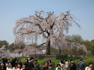 円山公園「京都一の花見の名所」