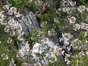 六甲川の桜